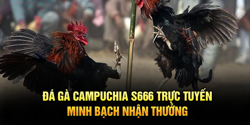 Đá Gà Campuchia S666 Trực Tuyến, Minh Bạch Nhận Thưởng