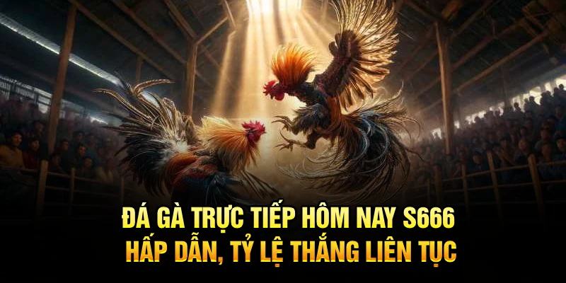 Đá Gà Trực Tiếp Hôm Nay S666 Hấp Dẫn, Tỷ Lệ Thắng Liên Tục