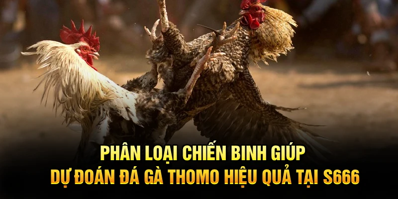 Phân loại chiến binh giúp dự đoán đá gà thomo hiệu quả tại S666