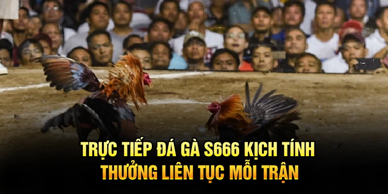 Trực Tiếp Đá Gà S666 Kịch Tính, Thưởng Liên Tục Mỗi Trận
